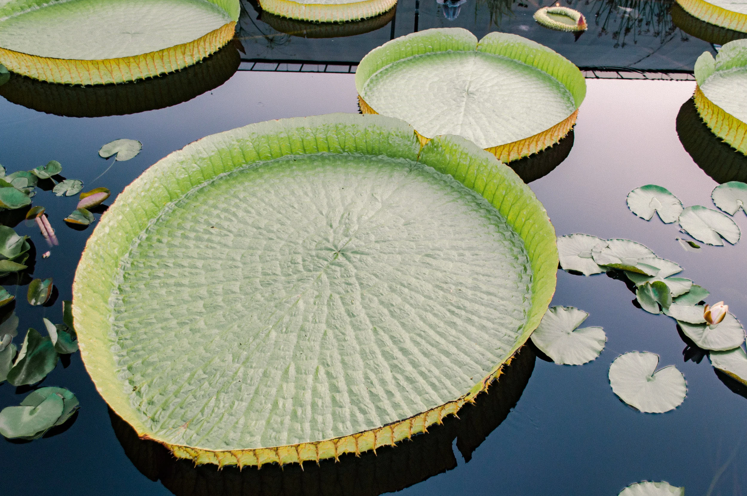 longwood_lilypads_evening-14.jpg