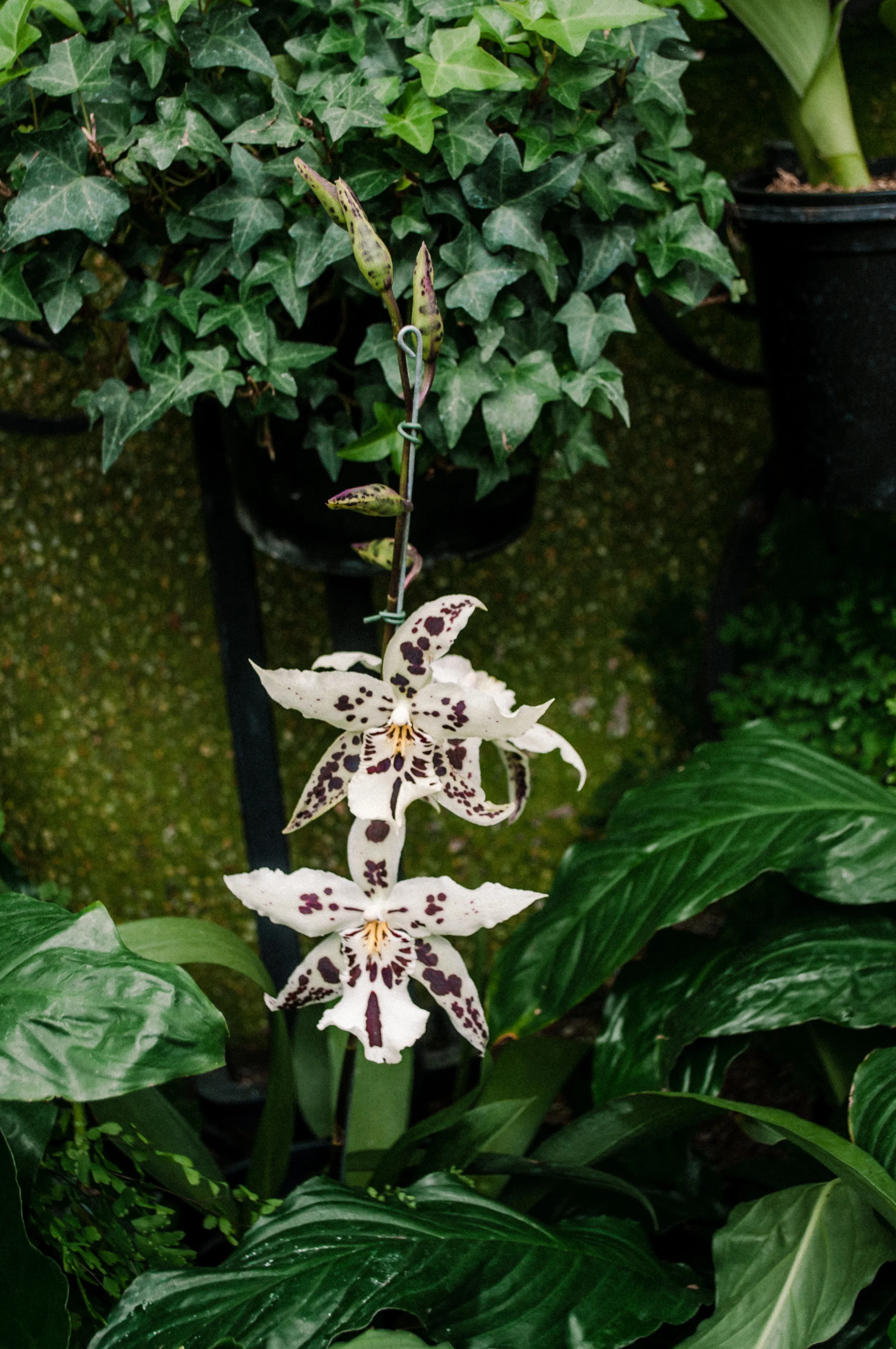 longwood_extras-15.jpg