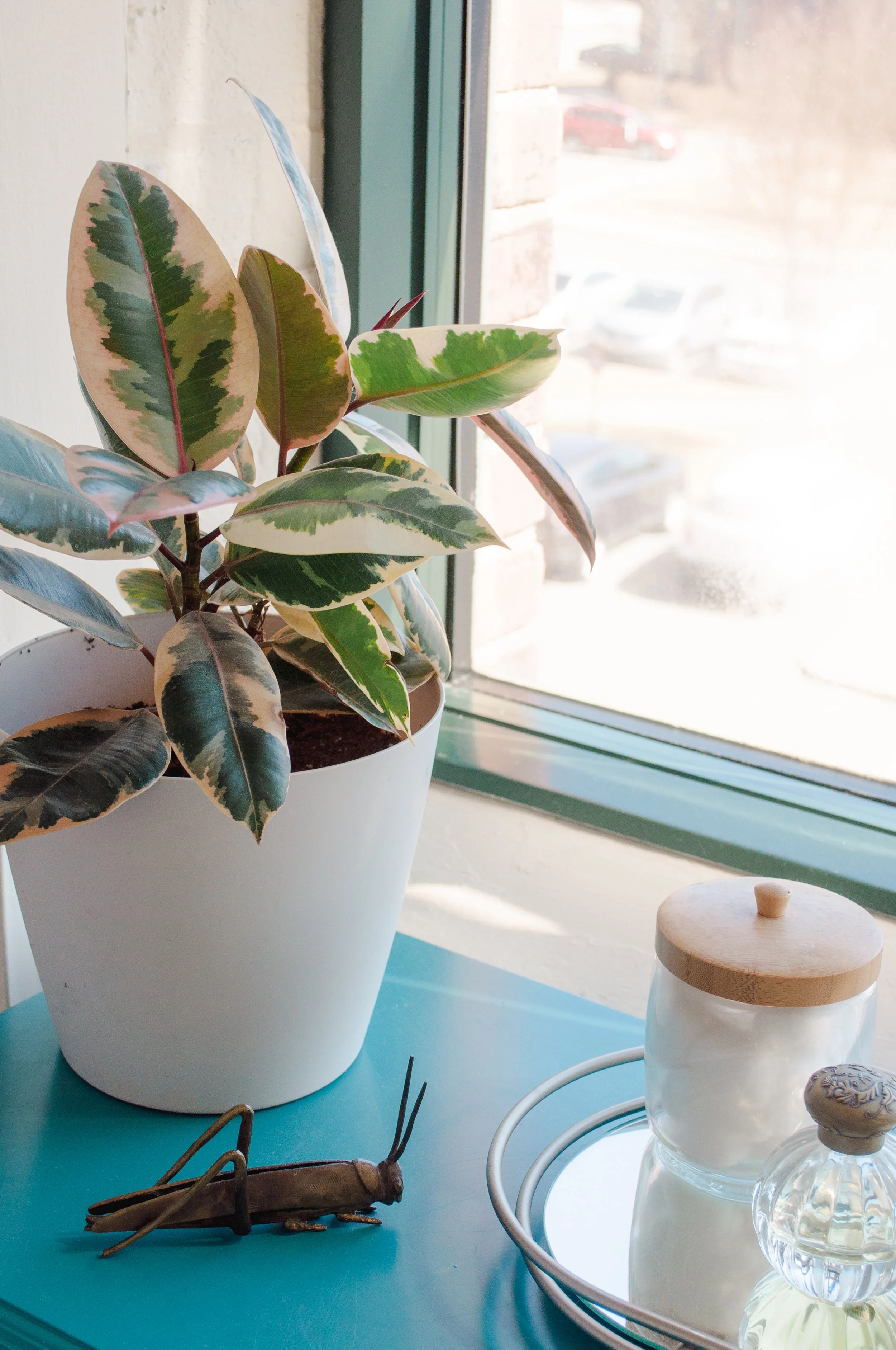 plants_march26-57.jpg