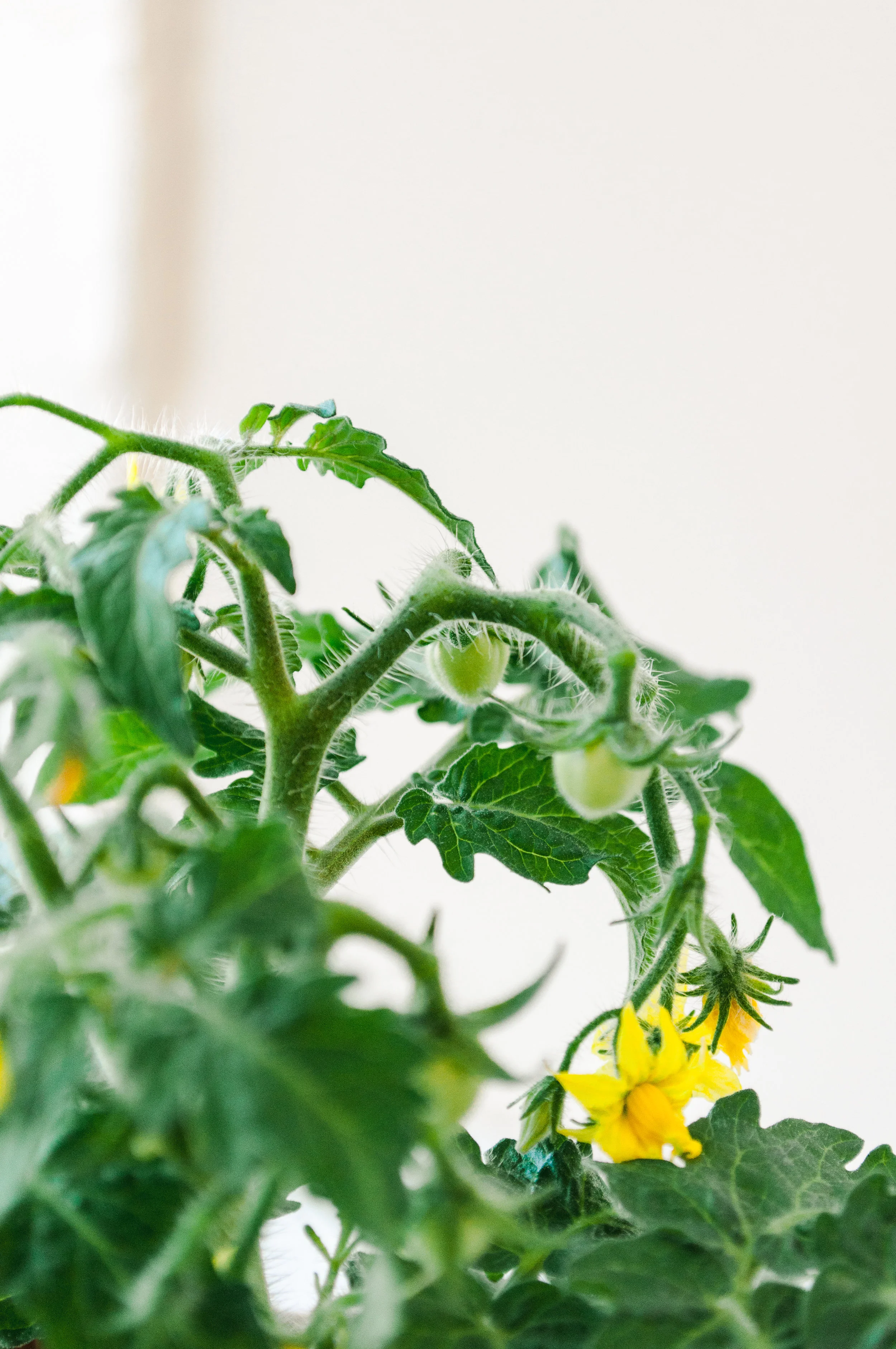 Dwarf Tomatoes Growing