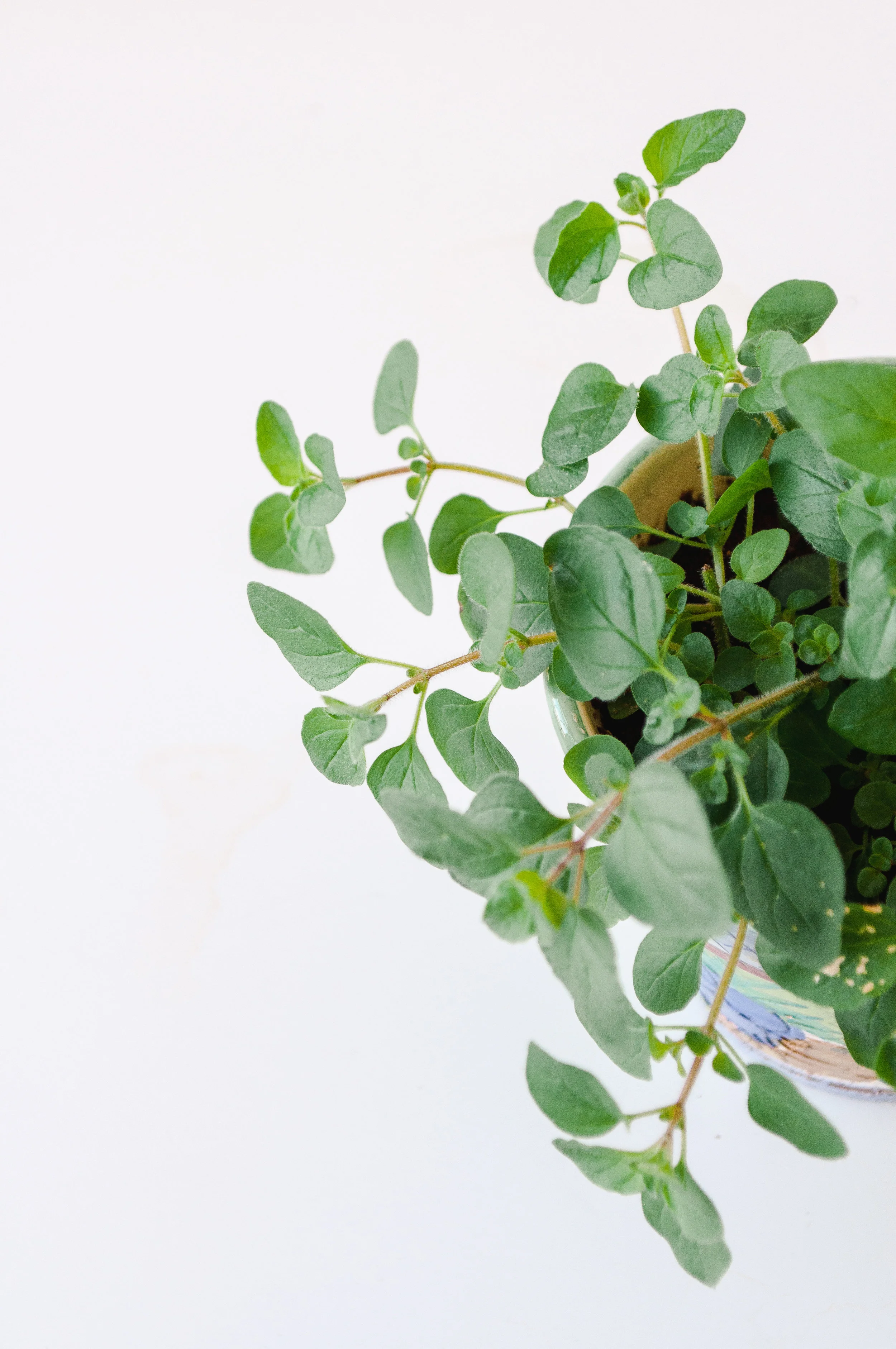 Love this little plant - Oregano