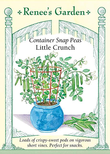 More Container Peas