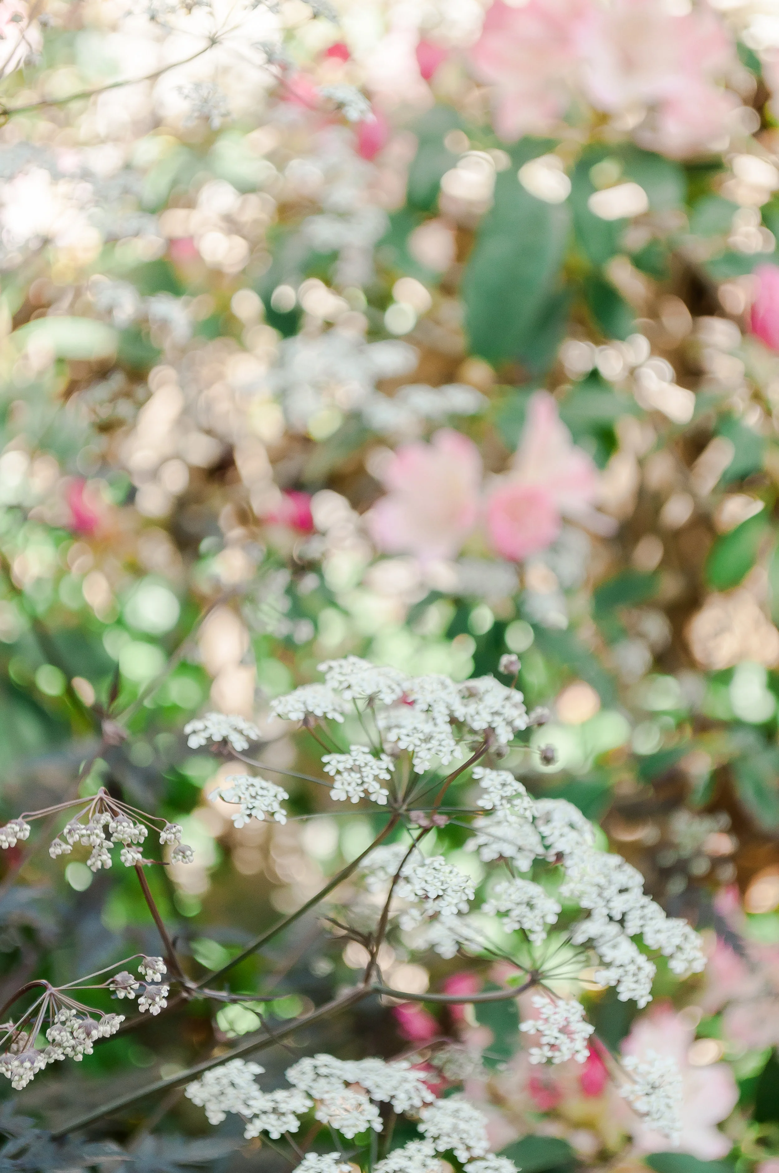 Sakonnet Gardens Tour 2019