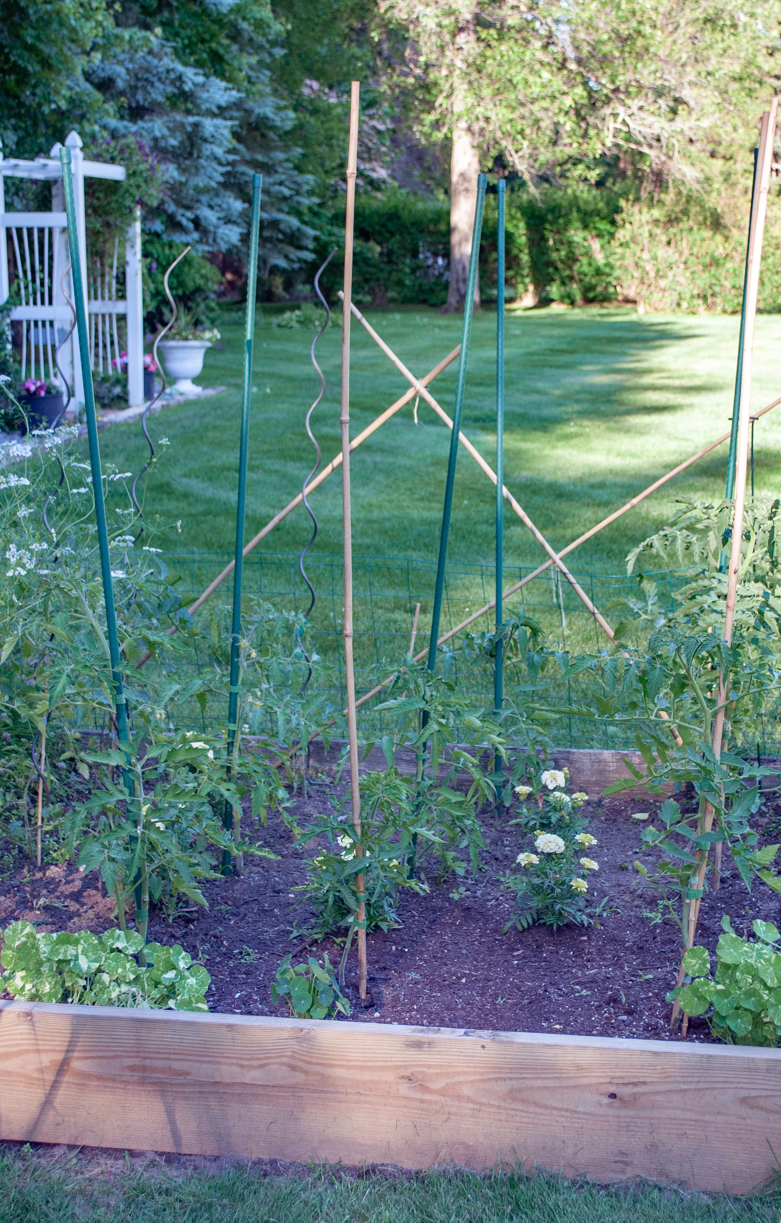 Tomato Patch