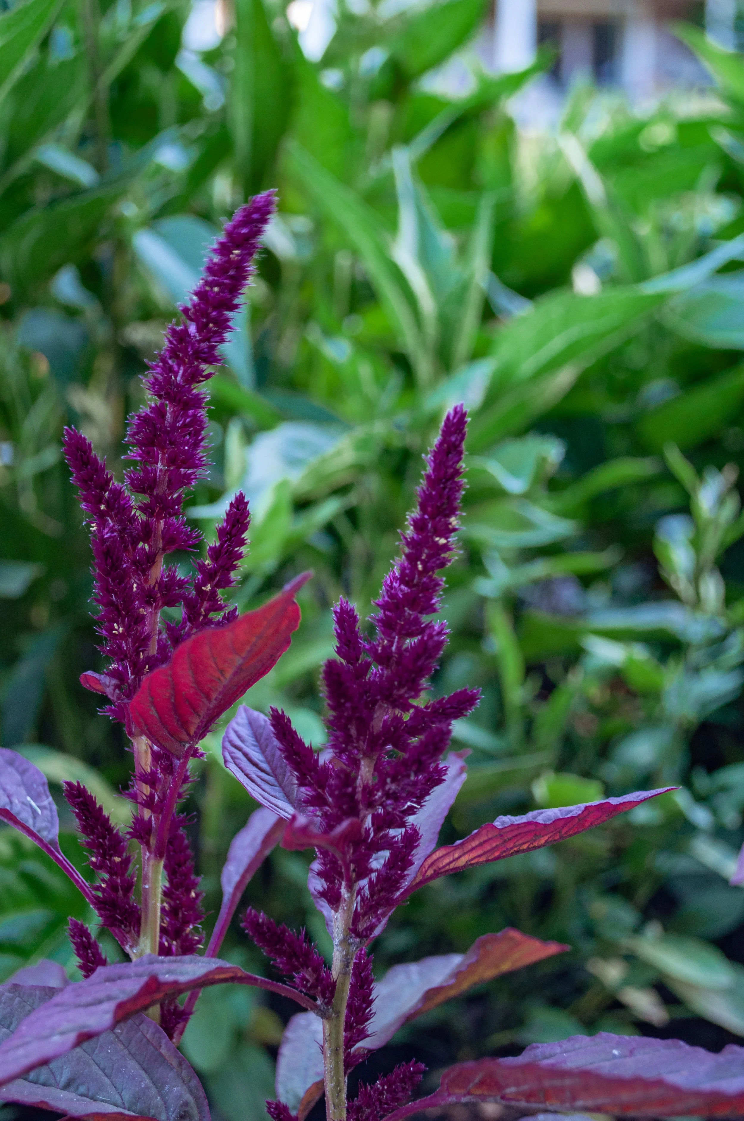 Amaranth