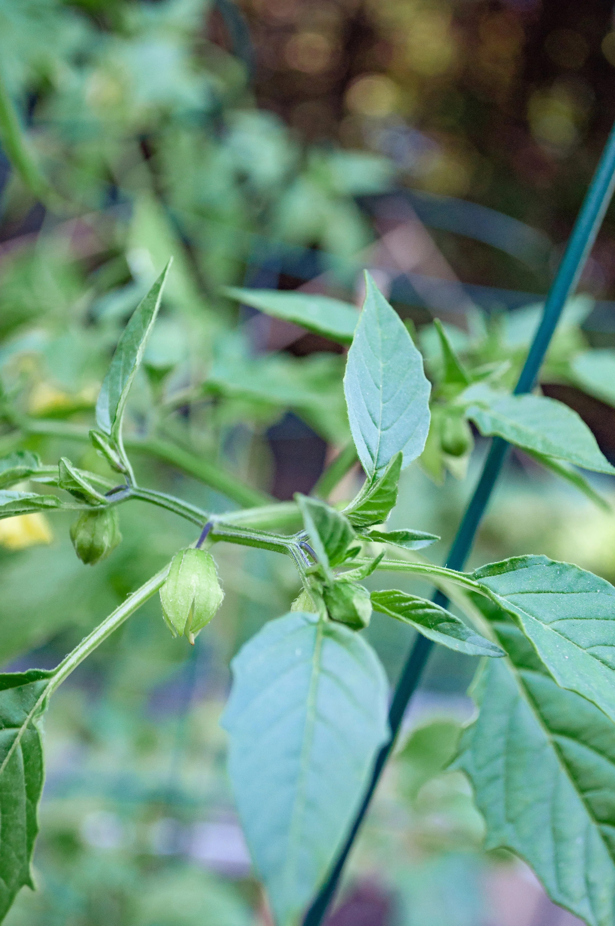 Tomatillos Setting Fruit