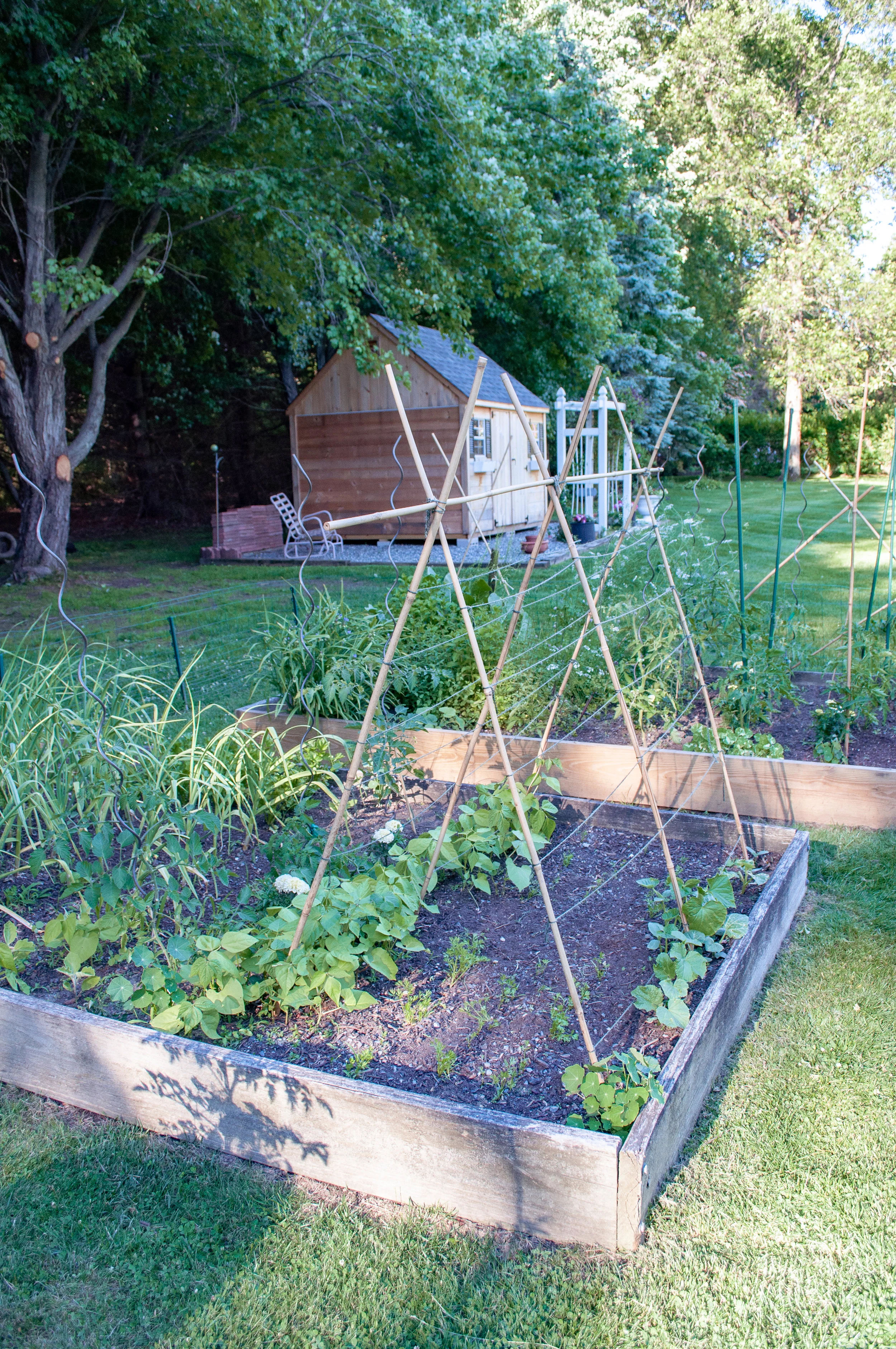 Mid June Backyard Garden Update and Tour