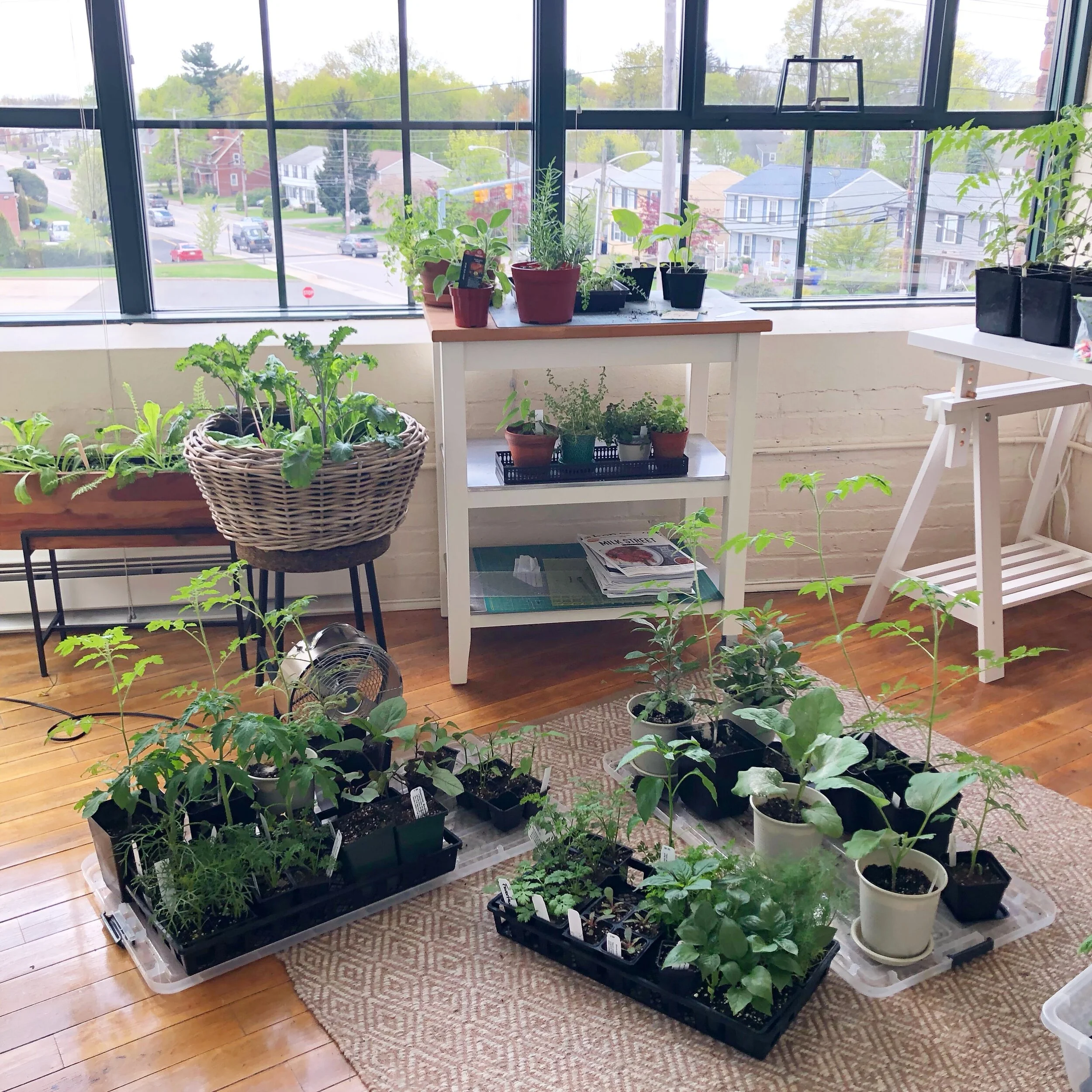 Apartment Gardening Tips &amp; Tricks