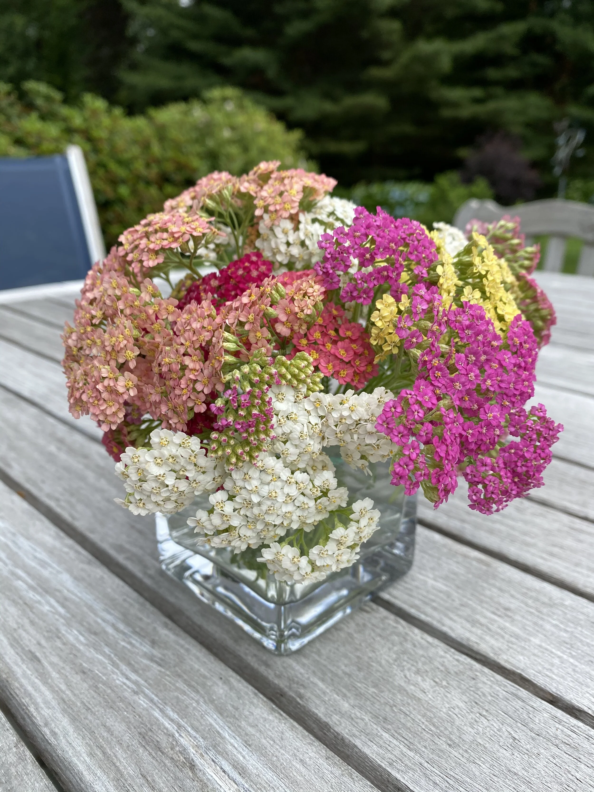 Cut Flower Garden: Yarrow Summer Berries