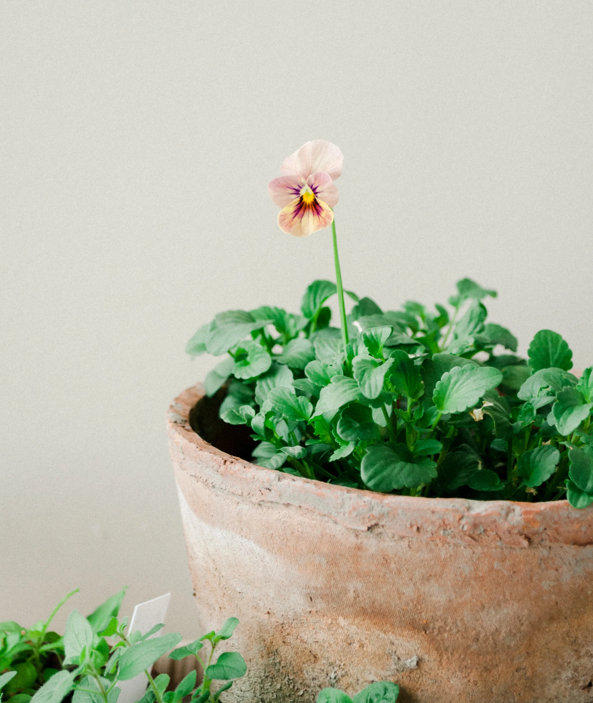 Cut Flower Garden: Antique Shades Pansy