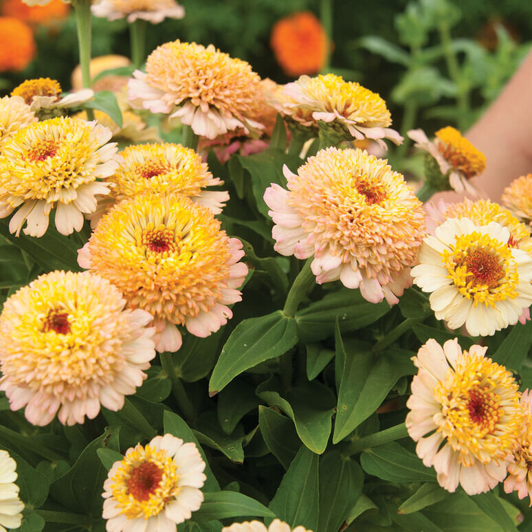 Zinderella Peach Zinnia