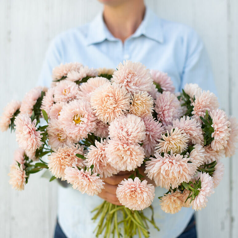 Apricot King Aster