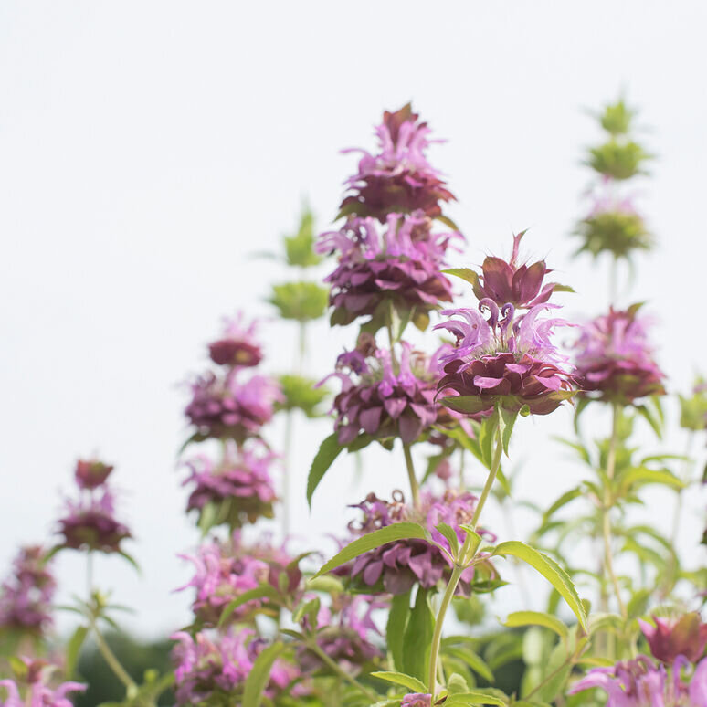 Lemon Mint Monarda