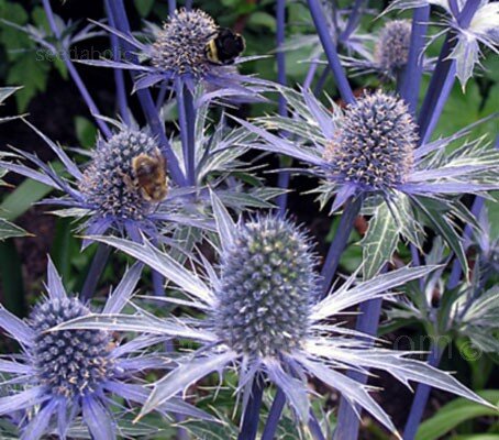 Blue Sea Holly