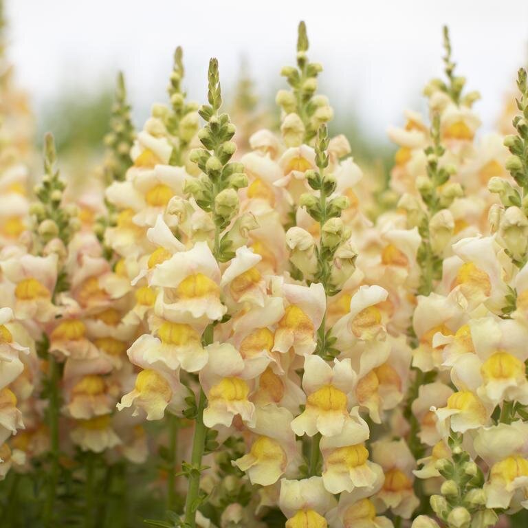 Apricot Snapdragons