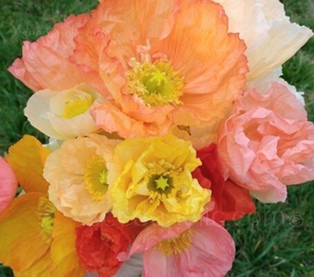 Kelmscott Giant Poppies