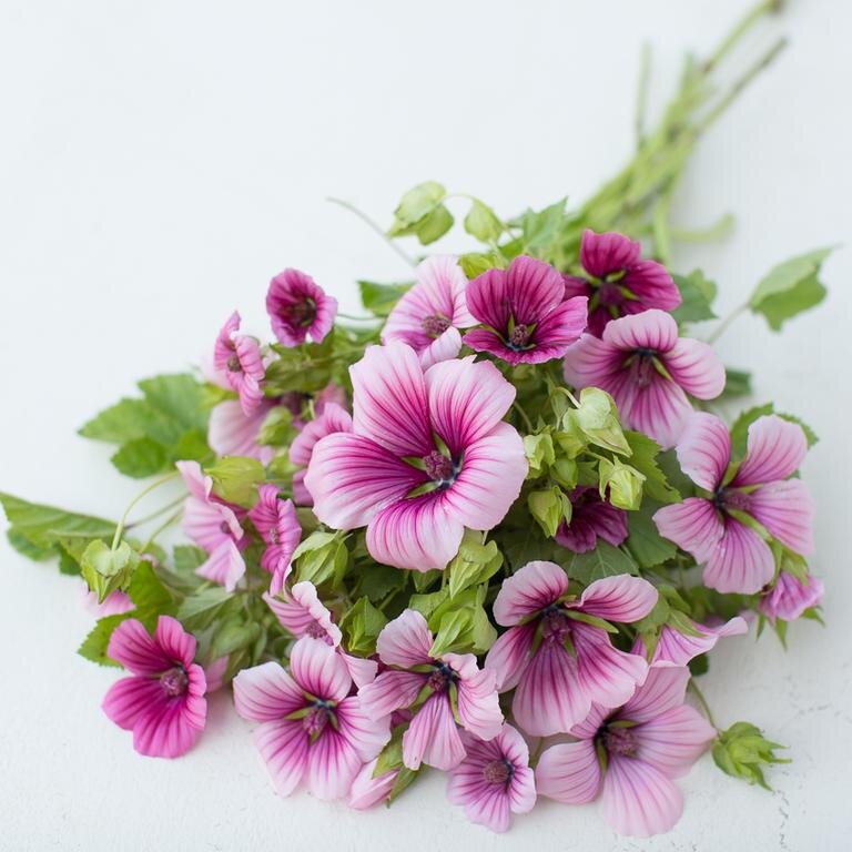 Pink Malope