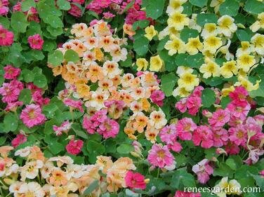 Aloha Mix Nasturtium