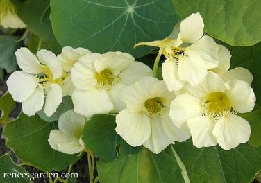 Buttercream Nasturtium