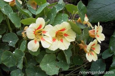 Nasturtium