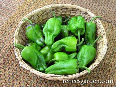 Padron Peppers