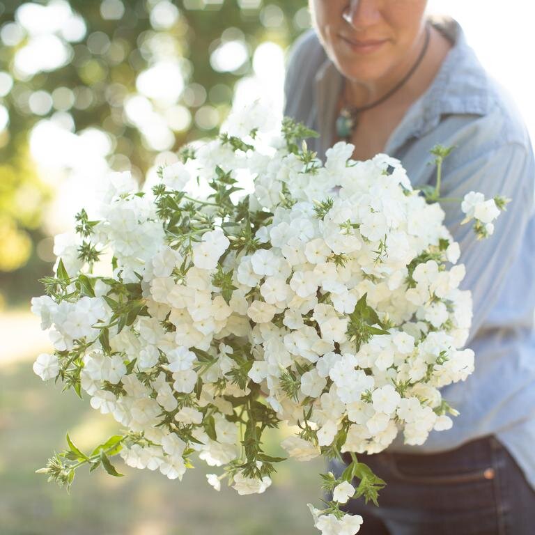 Whipped Cream Phlox