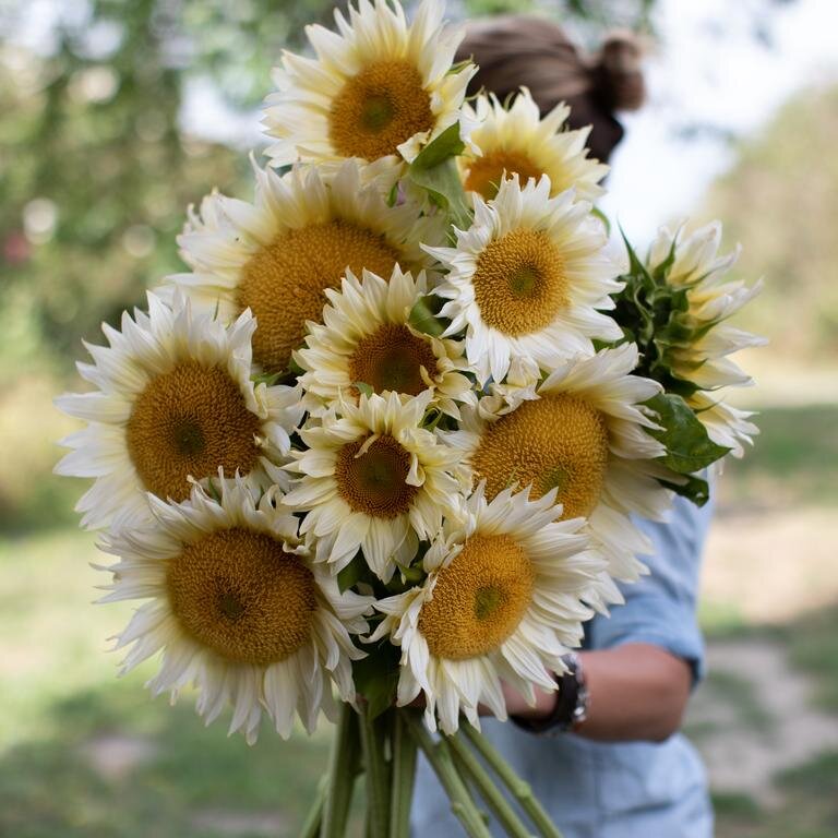 Pro Cut Bright Light Sunflower