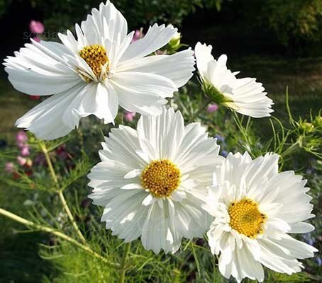 Psyche White Cosmos