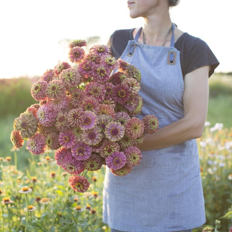 Queen Lime Red Zinnias