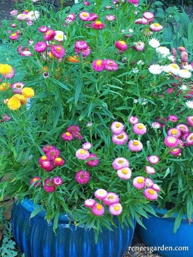 Container Strawflowers