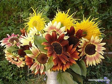 Sunflower Mix