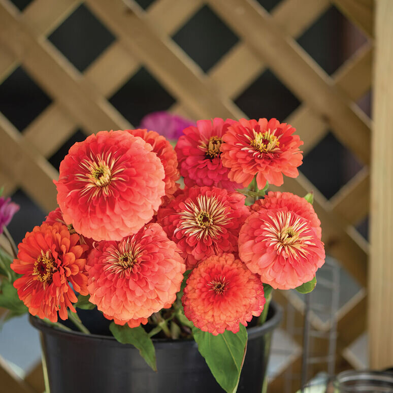 Coral Zinnias