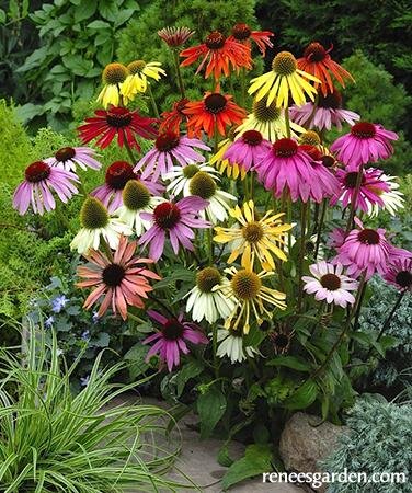 Paradise Echinacea Mix