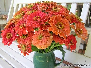 Apricot Zinnias