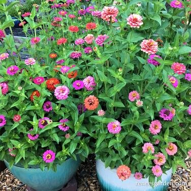 Thumbalina Container Zinnias