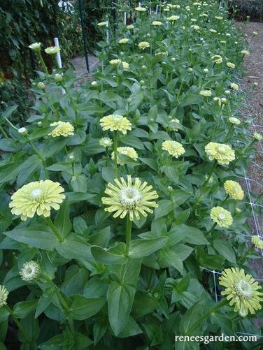 Green Envy Zinnias