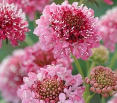 Double Rose Scabiosa