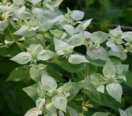 Mountain Mint