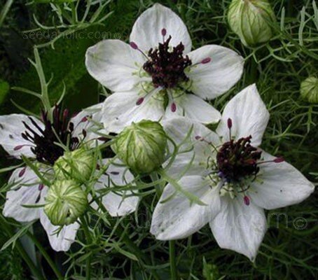 Nigella