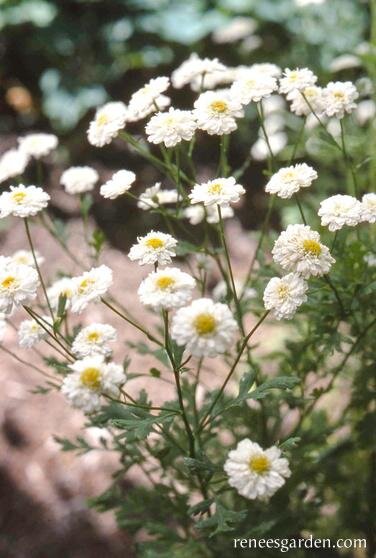 Feverfew