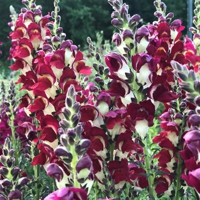 Night and Day Snapdragons