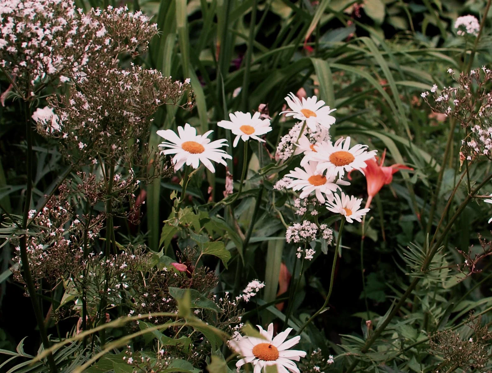 Daises in a community garden