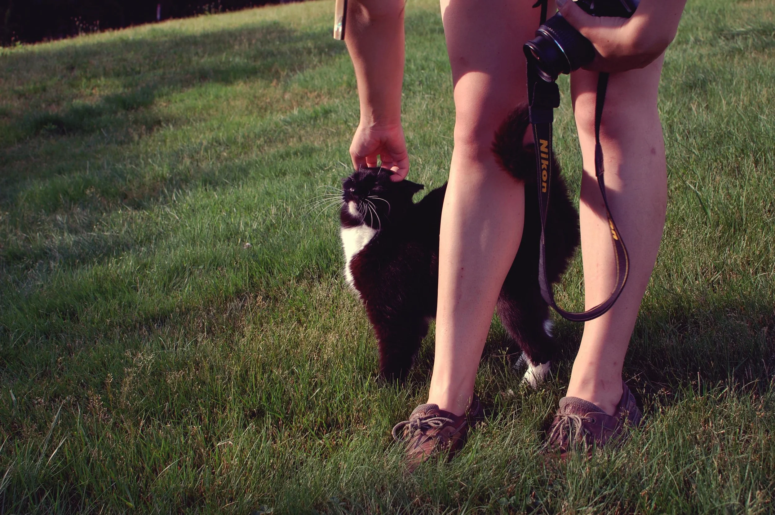 We found kitties