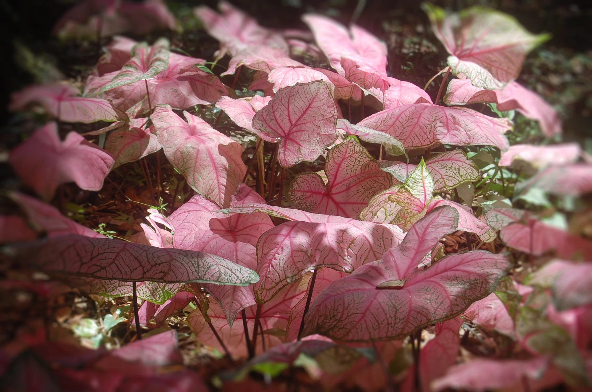 South Carolina pink leaves.jpg