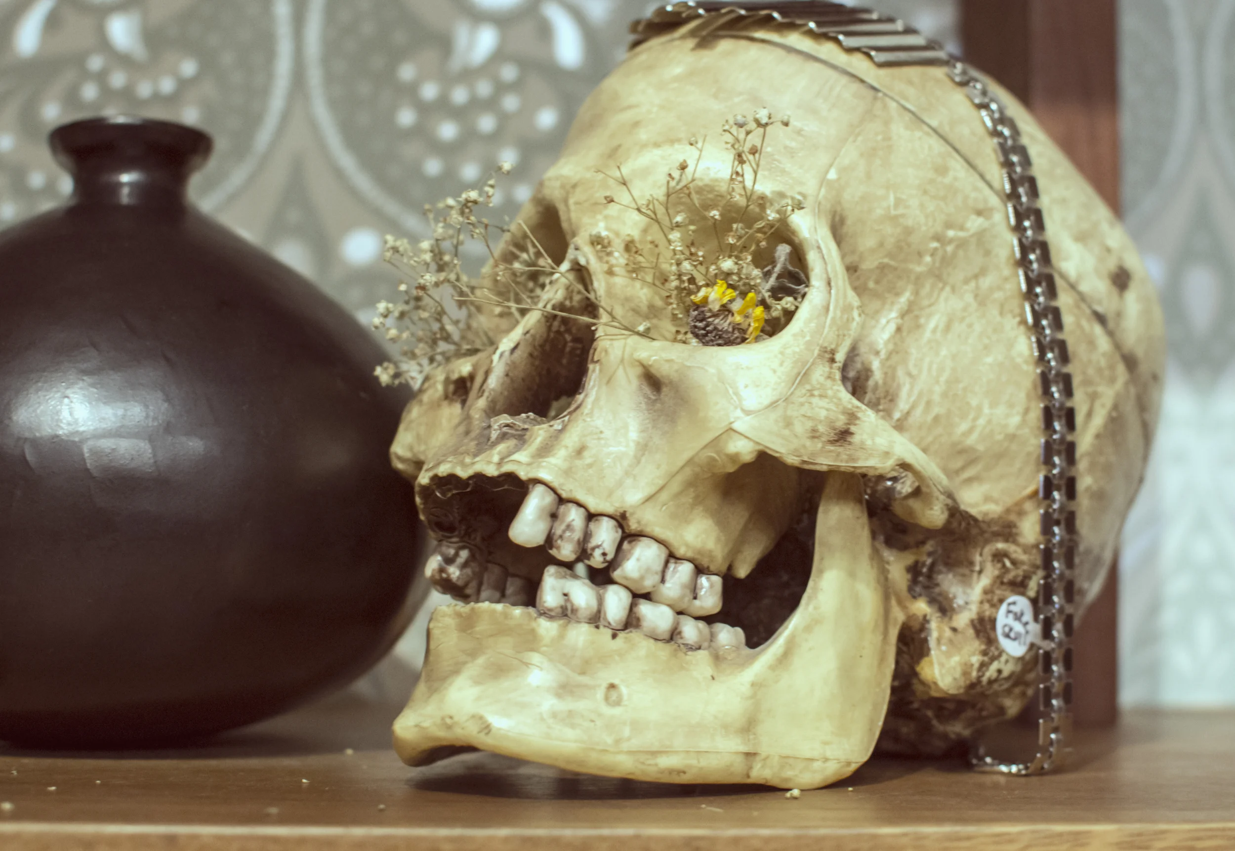skull at feathers.jpg