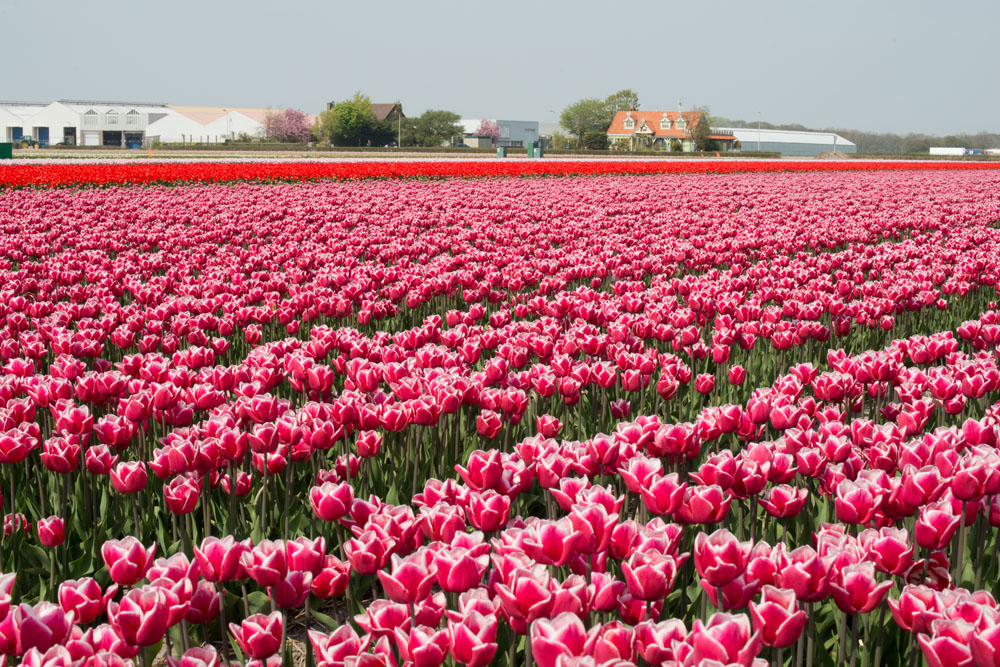 holland tulip fields_002.jpg