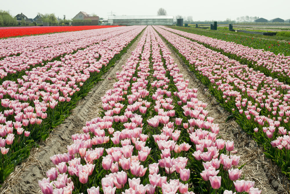 holland tulip fields_003.jpg