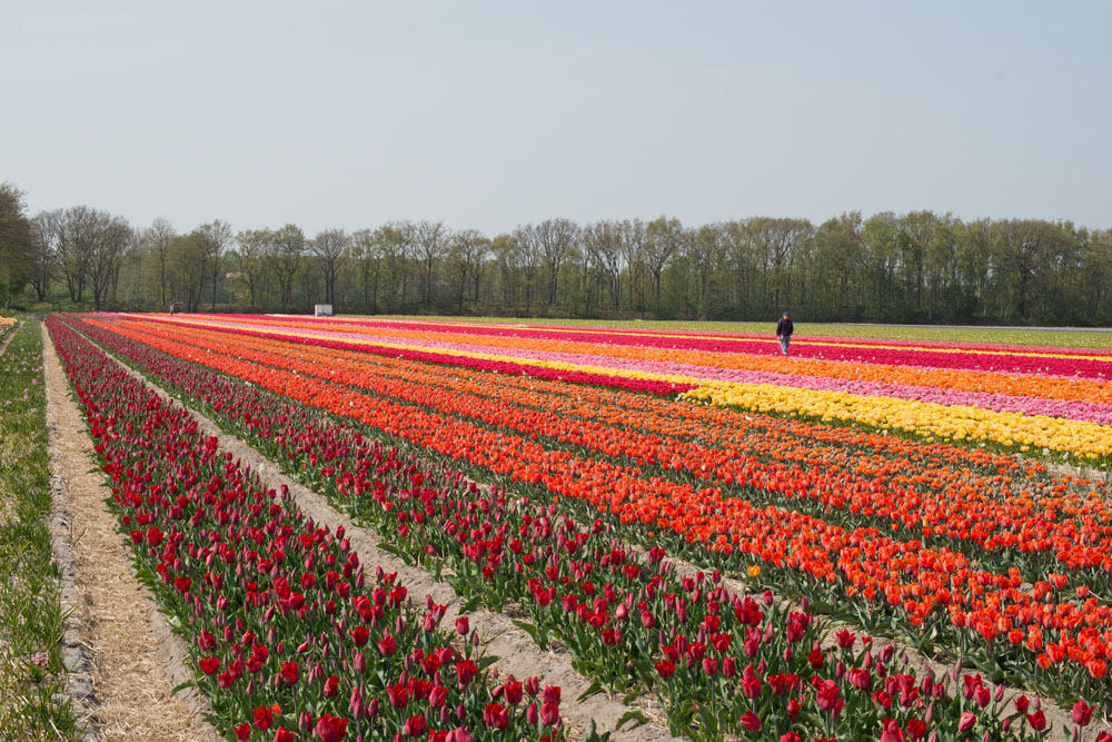 holland tulip fields_005.jpg