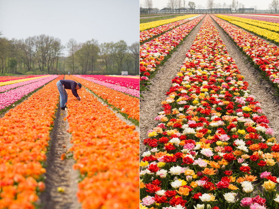 holland tulip fields_007.jpg