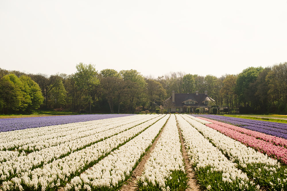 holland tulip fields_009.jpg